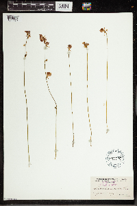 Utricularia cornuta image