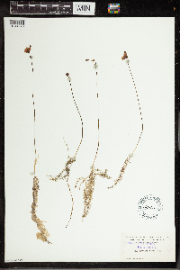 Utricularia gibba image