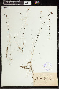 Utricularia gibba image