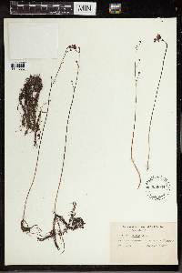 Utricularia gibba image