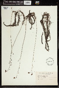 Utricularia gibba image