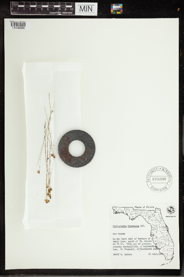 Utricularia fimbriata image