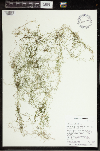 Utricularia gibba image