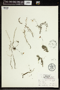 Utricularia gibba image