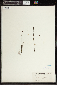 Utricularia gibba image