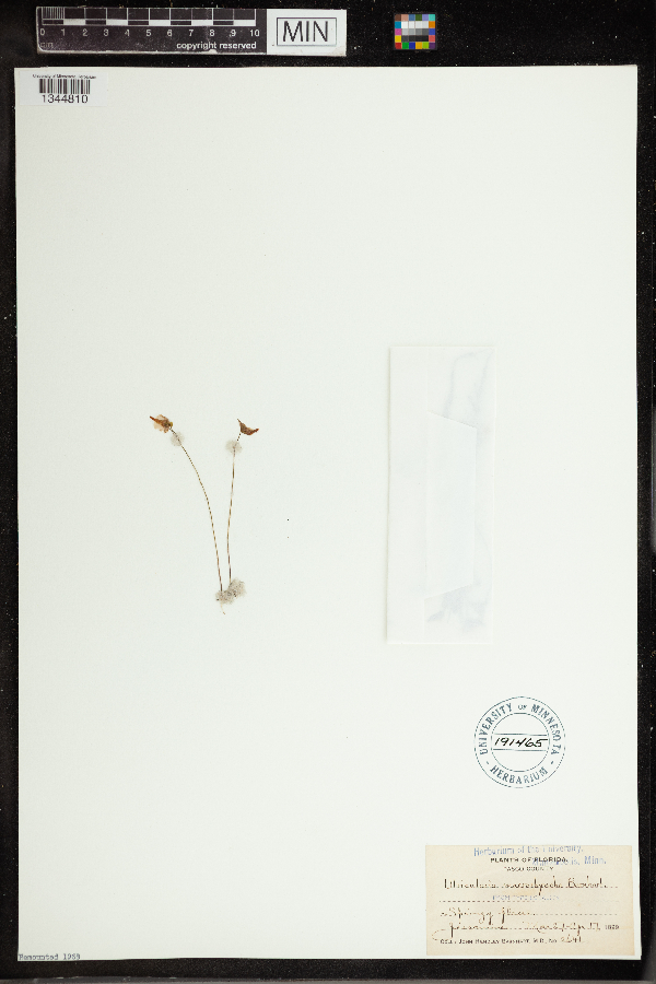 Utricularia longeciliata image
