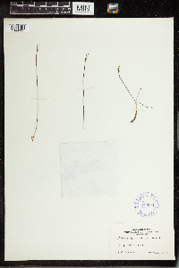 Utricularia virgatula image