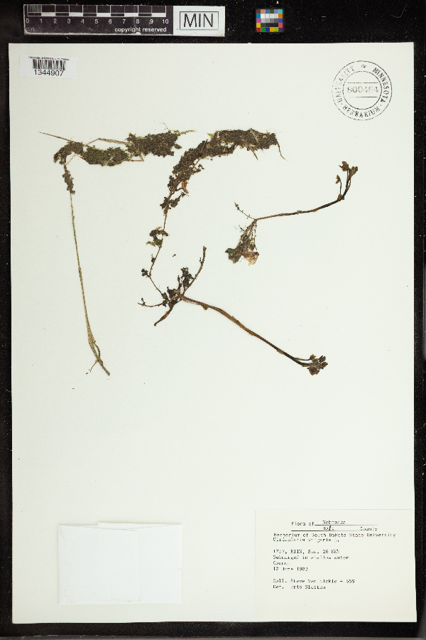 Utricularia vulgaris image