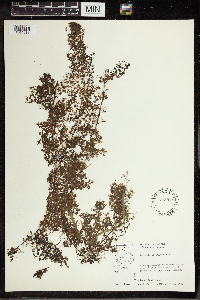 Utricularia vulgaris image