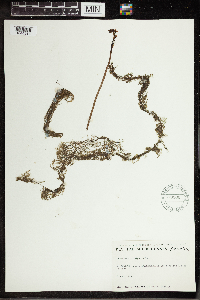 Utricularia vulgaris image