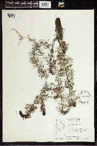 Utricularia vulgaris image