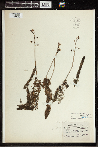 Utricularia vulgaris image