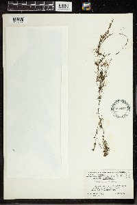 Utricularia vulgaris image