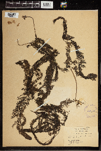 Utricularia vulgaris image