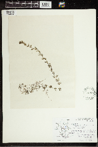 Utricularia vulgaris image