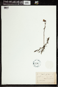 Utricularia vulgaris image