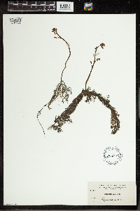 Utricularia vulgaris image