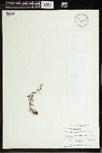 Utricularia vulgaris image