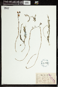 Utricularia vulgaris image