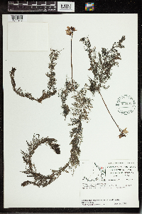 Utricularia vulgaris image