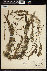 Utricularia vulgaris image