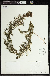 Utricularia vulgaris image