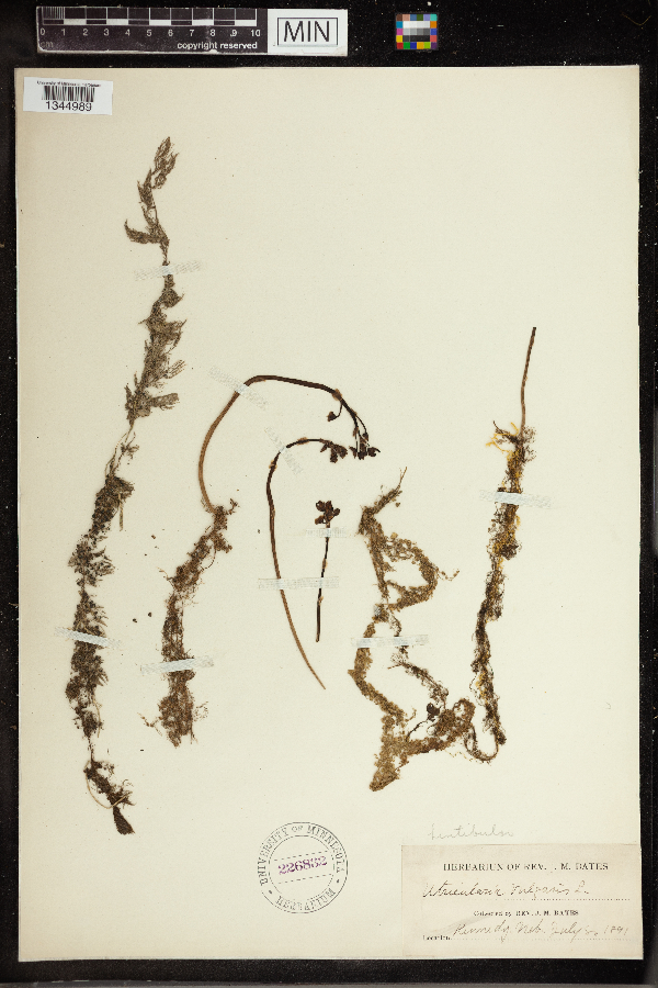 Utricularia vulgaris image