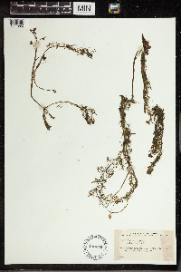 Utricularia vulgaris image