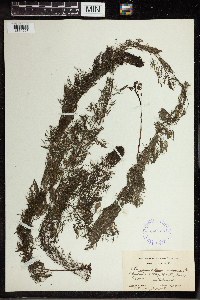 Utricularia vulgaris image