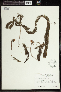 Utricularia vulgaris image