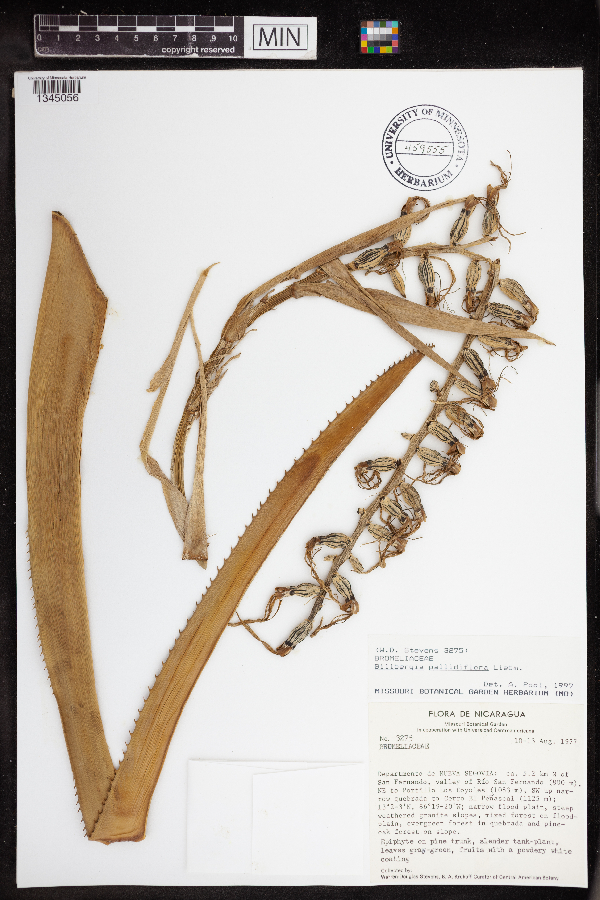 Billbergia pallidiflora image