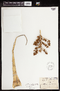 Hechtia pedicellata image