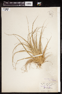 Tillandsia utriculata image