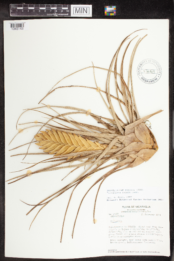 Tillandsia image