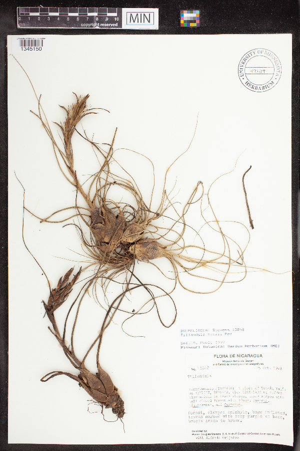 Tillandsia butzii image