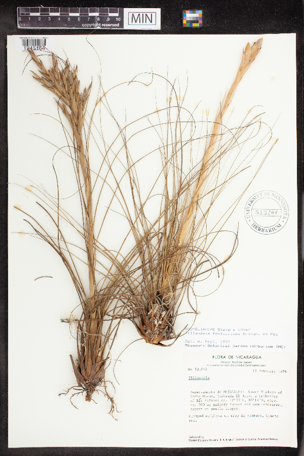 Tillandsia borinquensis image