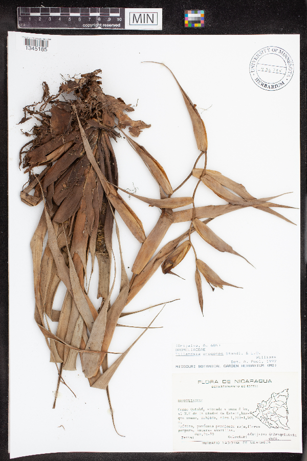 Tillandsia orogenes image