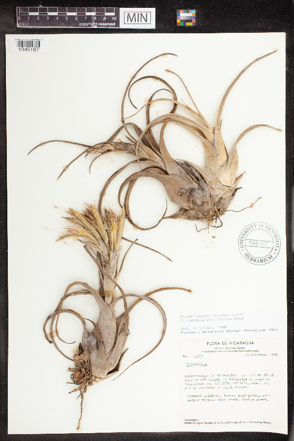 Tillandsia paucifolia image