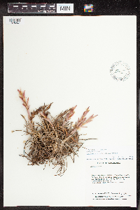 Tillandsia schiedeana image