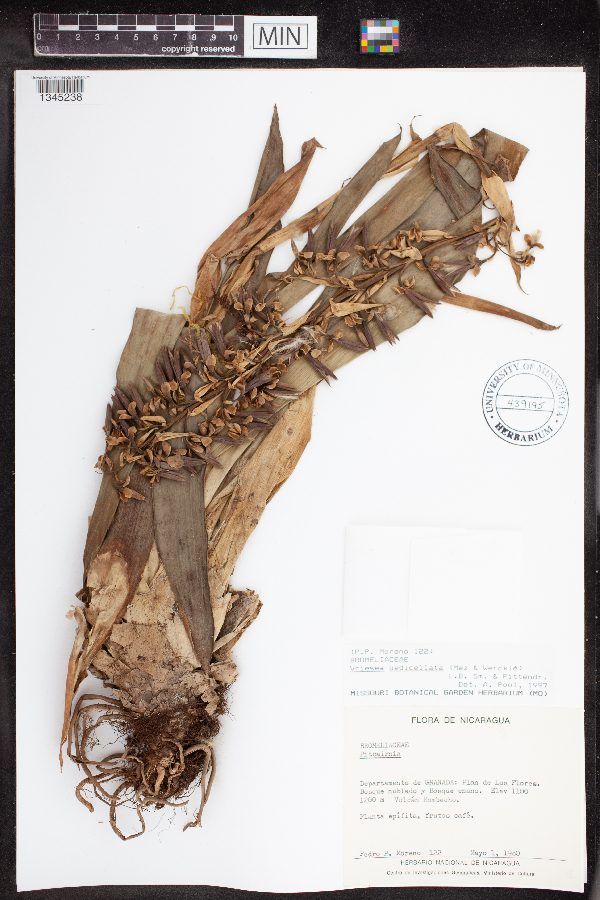 Vriesea pedicellata image