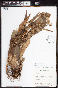 Vriesea pedicellata image