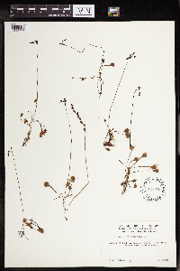 Drosera rotundifolia image