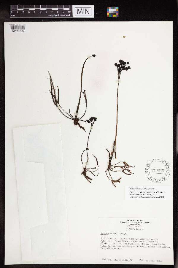 Drosera binata image