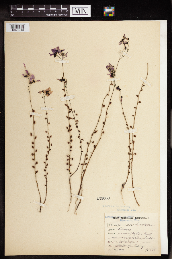 Drosera microphylla image