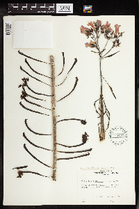 Image of Bryophyllum delagoense