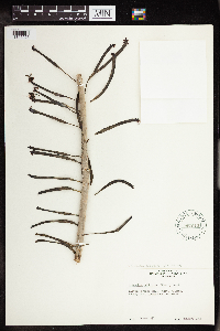 Bryophyllum delagoense image