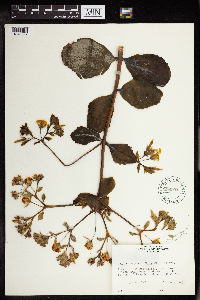 Bryophyllum delagoense image