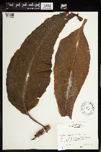 Bryophyllum gastonis-bonnieri image