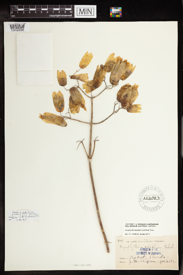 Bryophyllum image
