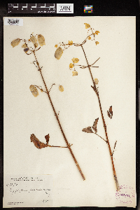 Bryophyllum pinnatum image